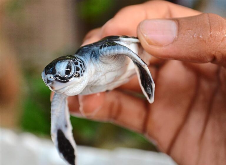 Holiday camp in malaysia-turtle-University Camp in Malaysia-Family Camp in Malaysia