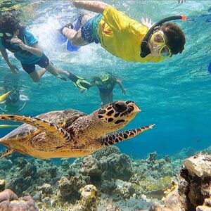 Maldives Winter Language Camp - Snorkeling with turtles