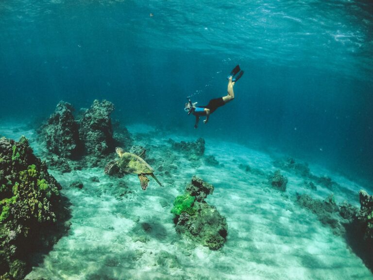 Maldives Winter Language Camp - snorkeling reef