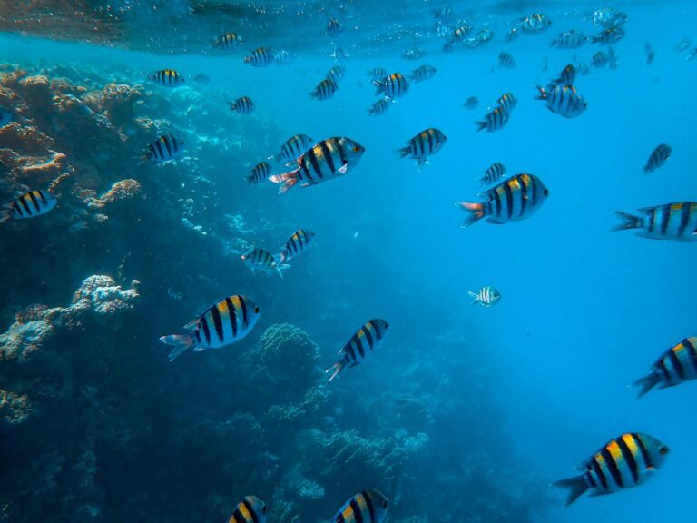 Maldives Winter Language Camp - underwater fish