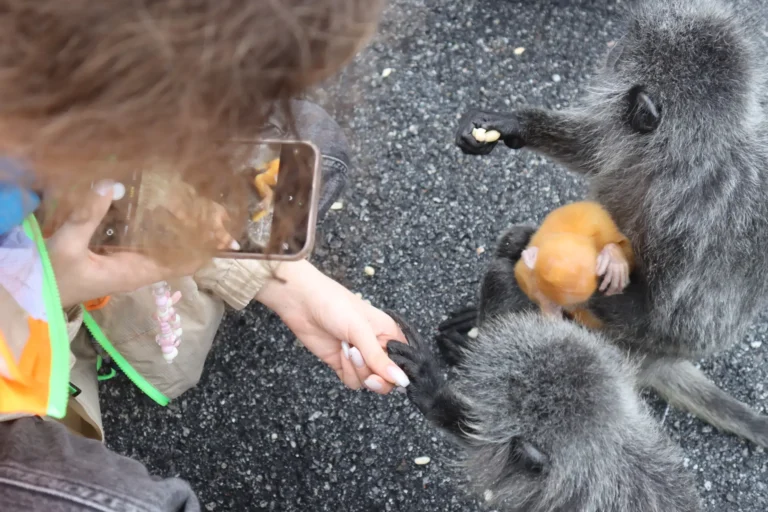 University Camp in Malaysia-Family Camp in Malaysia-girl playing with monkey-Adventure Camps in Malaysia