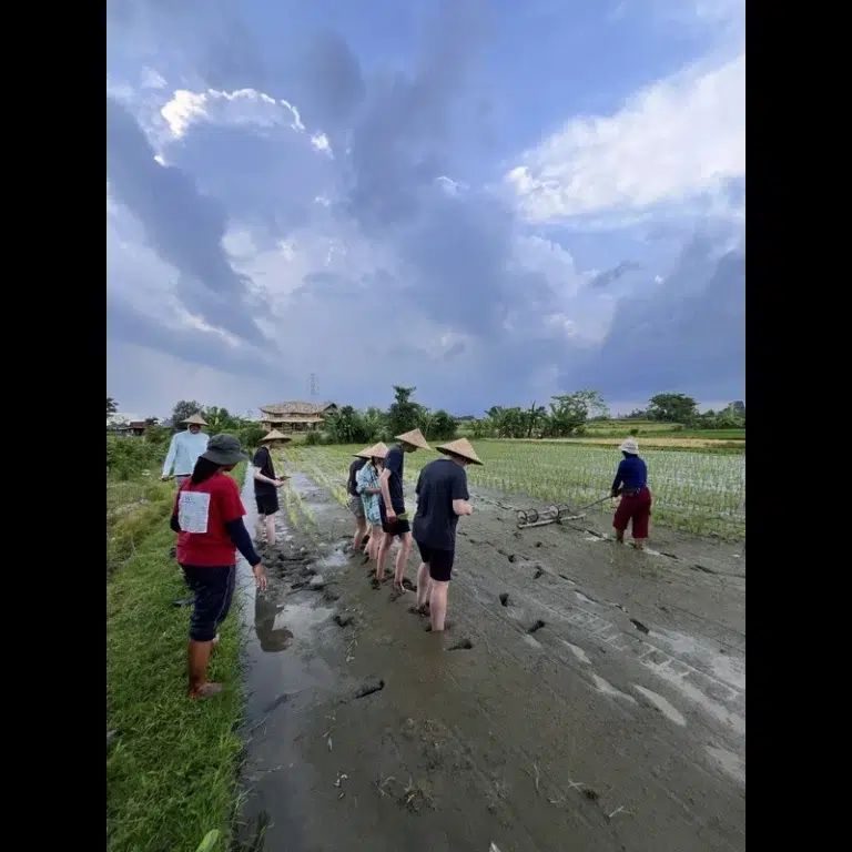 Rice Farm-green camp