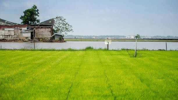 Sekinchan-Selangor, Attraction in Malaysia