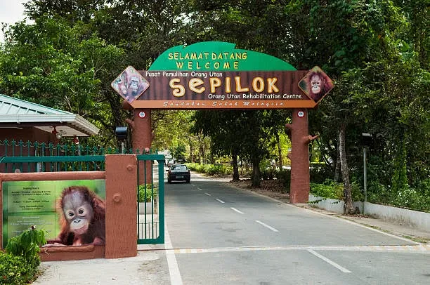 Sepilok Orangutan Rehabilitation Centre-Sabah