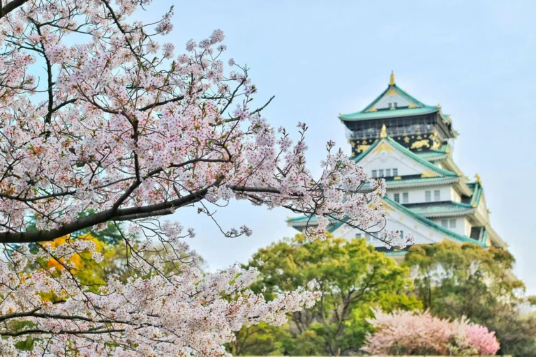 Street Food & Theme Parks